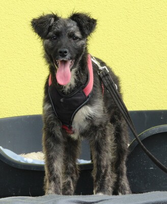 Betty, Mischling Welpen - Hündin