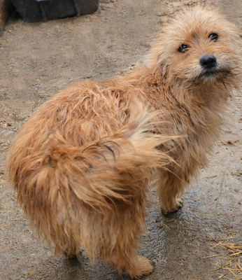 Betty, Mix - Hündin