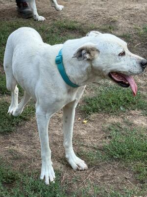 Betty und Netti gibt es nur im Doppelpack, Mischling - Hündin
