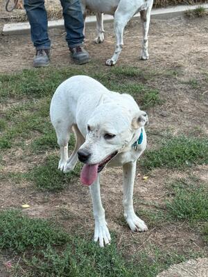 Betty und Netti gibt es nur im Doppelpack, Mischling - Hündin