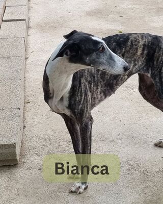 Bianca, Galgo - Hündin