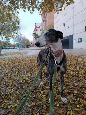 Bianca, Galgo - Hündin