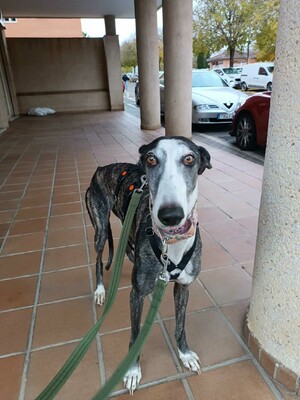 Bianca, Galgo - Hündin