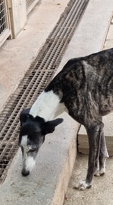 Bianca, Galgo - Hündin