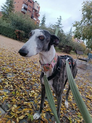 Bianca, Galgo - Hündin