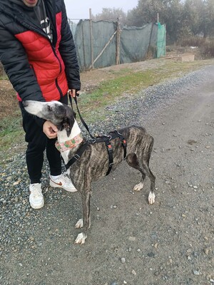 Bianca, Galgo - Hündin