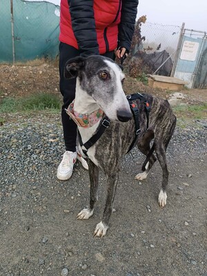 Bianca, Galgo - Hündin