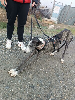 Bianca, Galgo - Hündin