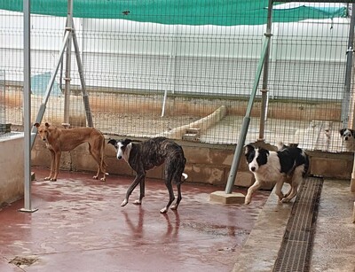 Bianca, Galgo - Hündin