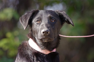 Bianca, Mischling Welpen - Hündin