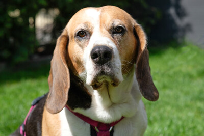 Bibbi, Beagle - Hündin