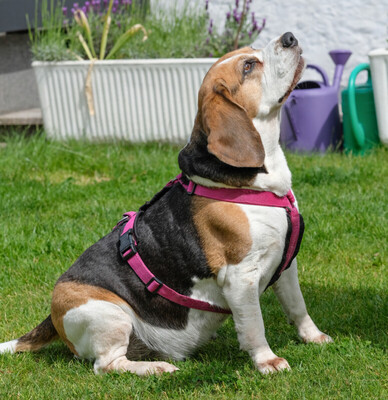 Bibbi, Beagle - Hündin