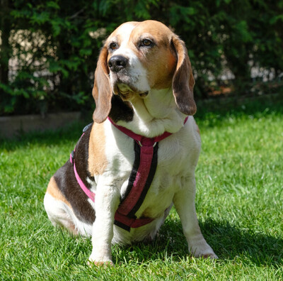 Bibbi, Beagle - Hündin
