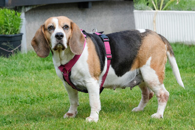Bibbi, Beagle - Hündin
