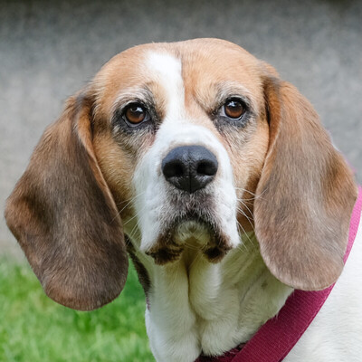 Bibbi, Beagle - Hündin