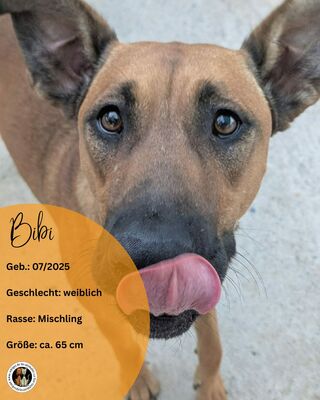 Bibi, Mischling - Hündin