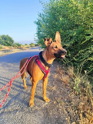 Bibi, Mischling - Hündin