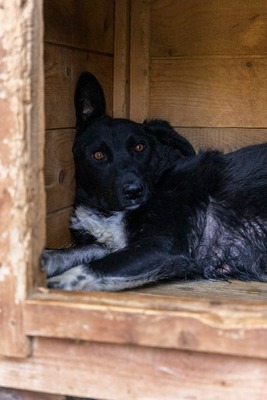 🖤 Bibi – Schwarz, schön, charmant … und sucht ihr Happy End!, Mischling - Hündin