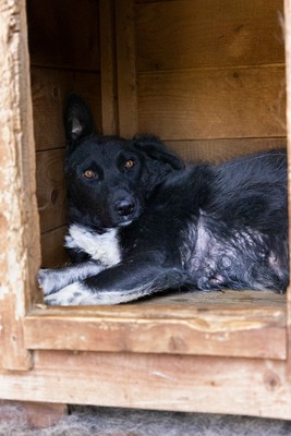 🖤 Bibi – Schwarz, schön, charmant … und sucht ihr Happy End!, Mischling - Hündin