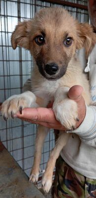 💛 Bibi – kleine Frohnatur mit weißen Söckchen und großem Charme 🐶✨