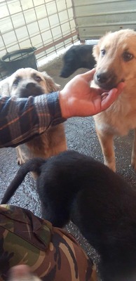 💛 Bibi – kleine Frohnatur mit weißen Söckchen und großem Charme 🐶✨, Mischling - Hündin