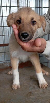 💛 Bibi – kleine Frohnatur mit weißen Söckchen und großem Charme 🐶✨, Mischling - Hündin