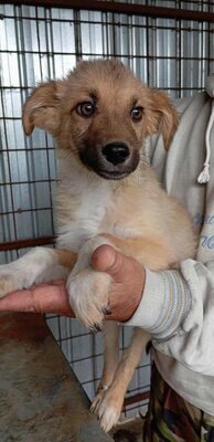 💛 Bibi – kleine Frohnatur mit weißen Söckchen und großem Charme 🐶✨, Mischling - Hündin