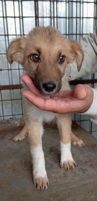 💛 Bibi – kleine Frohnatur mit weißen Söckchen und großem Charme 🐶✨, Mischling - Hündin