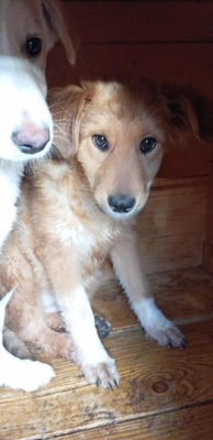 💛 Bibi – kleine Frohnatur mit weißen Söckchen und großem Charme 🐶✨, Mischling - Hündin