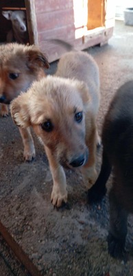 💛 Bibi – kleine Frohnatur mit weißen Söckchen und großem Charme 🐶✨, Mischling - Hündin