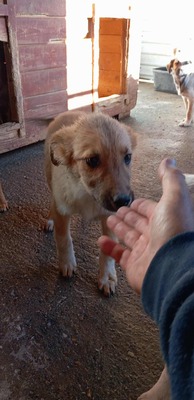 💛 Bibi – kleine Frohnatur mit weißen Söckchen und großem Charme 🐶✨, Mischling - Hündin