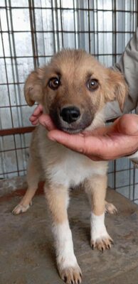 💛 Bibi – kleine Frohnatur mit weißen Söckchen und großem Charme 🐶✨, Mischling - Hündin