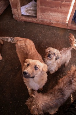 💛 Bibi – kleine Frohnatur mit weißen Söckchen und großem Charme 🐶✨, Mischling - Hündin