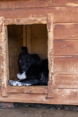 🖤 Bibi – schwarz, schön, charmant … auf der Suche nach ihrem Happy End!