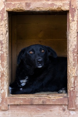 🖤 Bibi – schwarz, schön, charmant … auf der Suche nach ihrem Happy End!, Mischling - Hündin