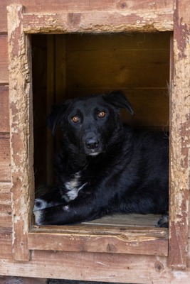 🖤 Bibi – schwarz, schön, charmant … auf der Suche nach ihrem Happy End!, Mischling - Hündin