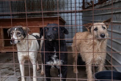 🖤 Bibi – schwarz, schön, charmant … auf der Suche nach ihrem Happy End!, Mischling - Hündin