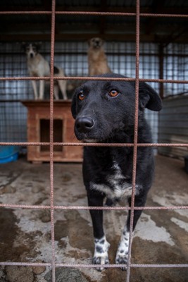 🖤 Bibi – schwarz, schön, charmant … auf der Suche nach ihrem Happy End!, Mischling - Hündin