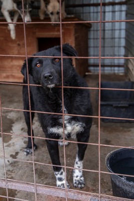 🖤 Bibi – schwarz, schön, charmant … auf der Suche nach ihrem Happy End!, Mischling - Hündin