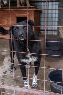 🖤 Bibi – schwarz, schön, charmant … auf der Suche nach ihrem Happy End!, Mischling - Hündin