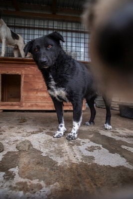 🖤 Bibi – schwarz, schön, charmant … auf der Suche nach ihrem Happy End!, Mischling - Hündin