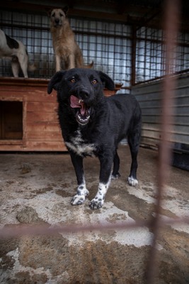 🖤 Bibi – schwarz, schön, charmant … auf der Suche nach ihrem Happy End!, Mischling - Hündin