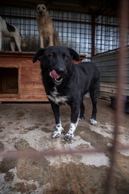 🖤 Bibi – schwarz, schön, charmant … auf der Suche nach ihrem Happy End!, Mischling - Hündin