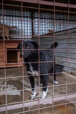 🖤 Bibi – schwarz, schön, charmant … auf der Suche nach ihrem Happy End!, Mischling - Hündin