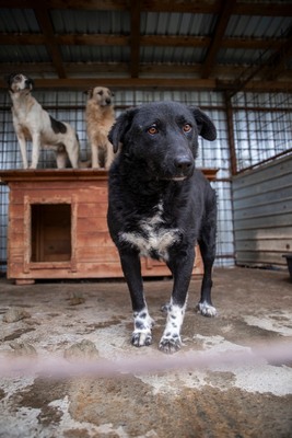 🖤 Bibi – schwarz, schön, charmant … auf der Suche nach ihrem Happy End!, Mischling - Hündin