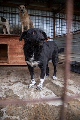 🖤 Bibi – schwarz, schön, charmant … auf der Suche nach ihrem Happy End!, Mischling - Hündin