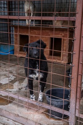 🖤 Bibi – schwarz, schön, charmant … auf der Suche nach ihrem Happy End!, Mischling - Hündin