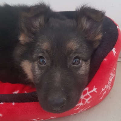 Bibi und Tina, Deutscher Schäferhund Welpen - Hündin