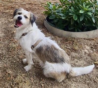 Bibiane, Mix - Hündin