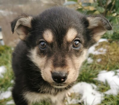 Bibor, Husky-Schäfer-Mischling Welpen - Hündin
